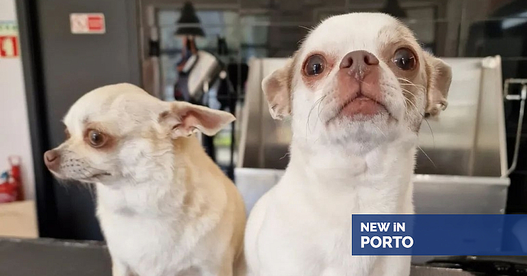 Alexandra tiene un espacio de peluquería en el distrito de Oporto y le encanta dar alas a la creatividad – New in Porto